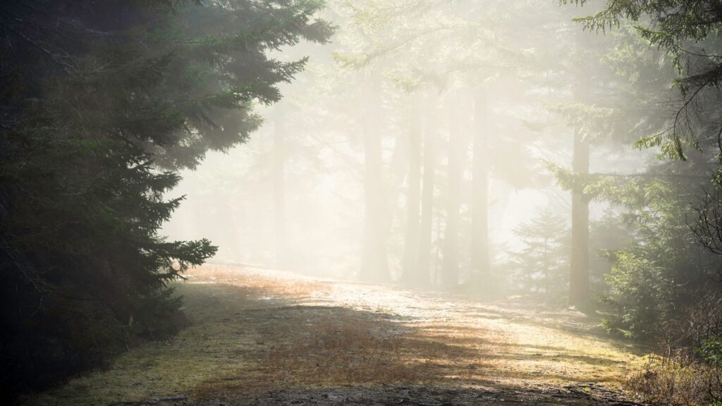 A dirt path curves through a misty evergreen forest as sunlight breaks through the fog